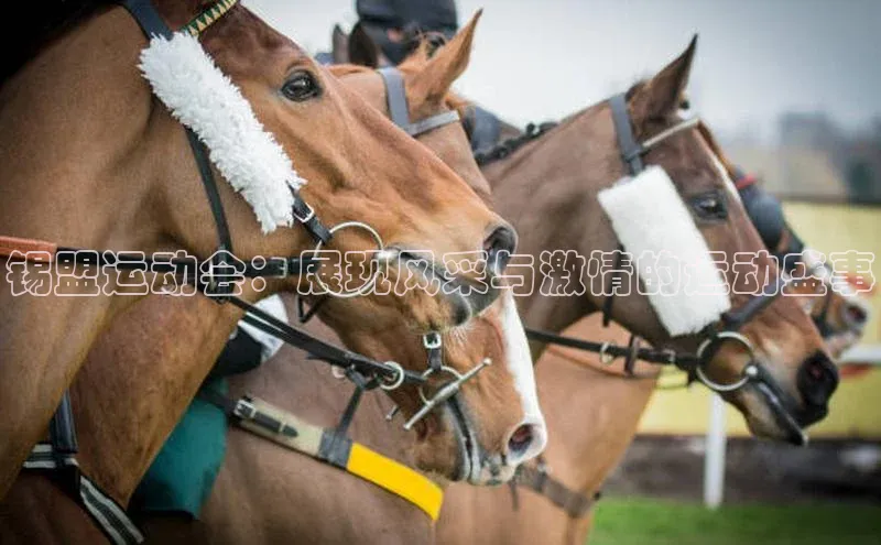 锡盟运动会：展现风采与激情的运动盛事